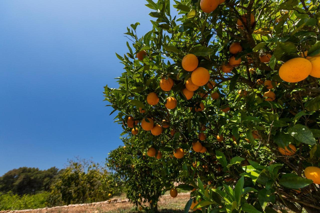 Agroturisme Can Planells Sant Miquel De Balansat ภายนอก รูปภาพ