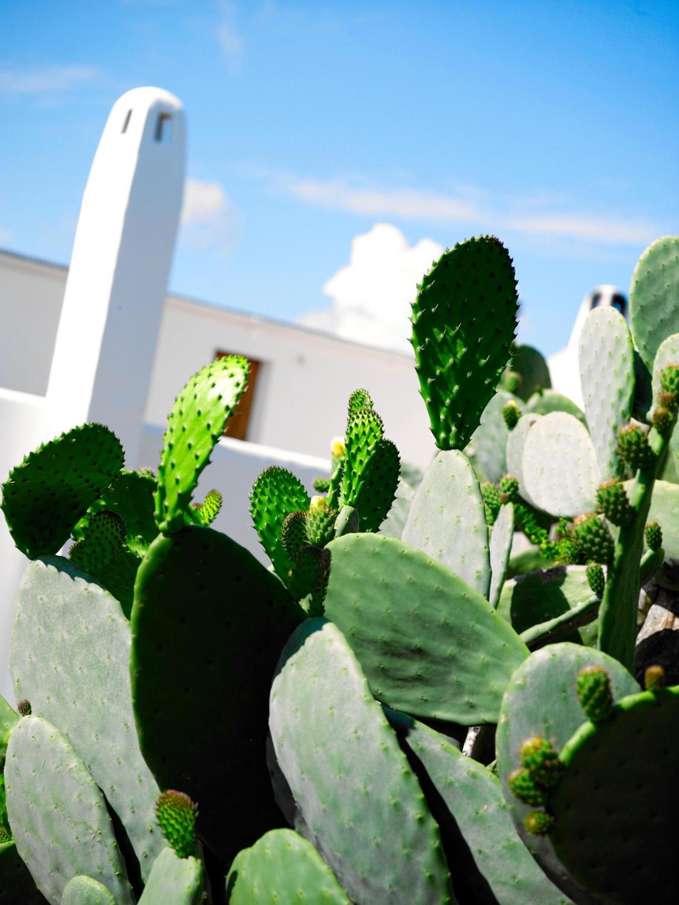 Agroturisme Can Planells Sant Miquel De Balansat ภายนอก รูปภาพ