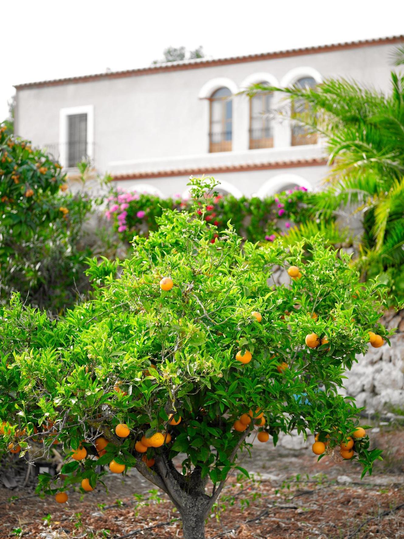 Agroturisme Can Planells Sant Miquel De Balansat ภายนอก รูปภาพ